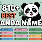 810+ Best Panda Names