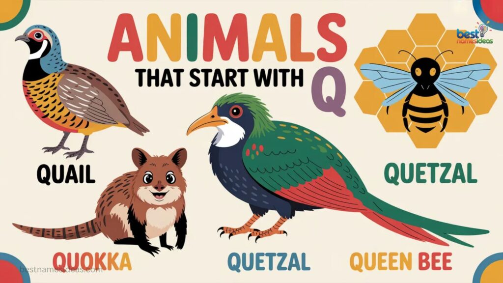 Animals That Start With Q (General List)